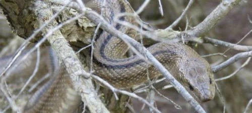 Hàng trăm con rắn xuất hiện trên đảo du lịch tại Tây Ban Nha