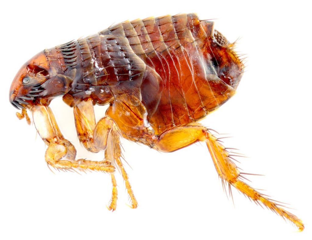 Điều trị vết bọ chét cắn và cách phòng ngừa hiệu quả