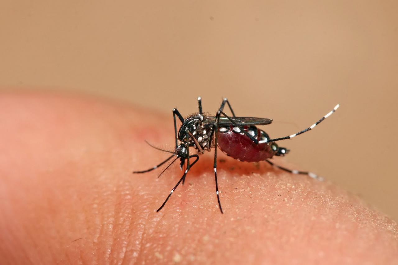 Tại sao muỗi cắn lại gây ngứa và cách trị ngứa hiệu quả